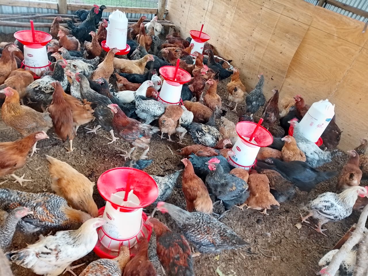 Poultry Feed